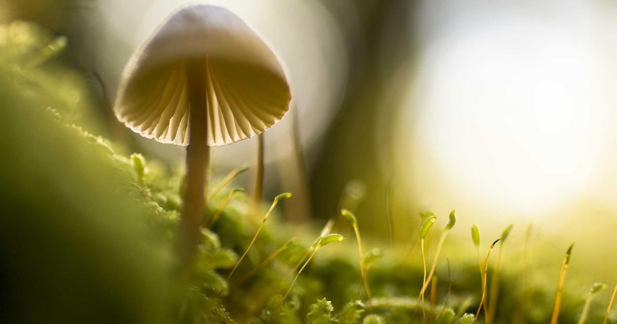 Jandarma’dan Kürtün’de Uyuşturucu Operasyonu: 2 Gözaltı