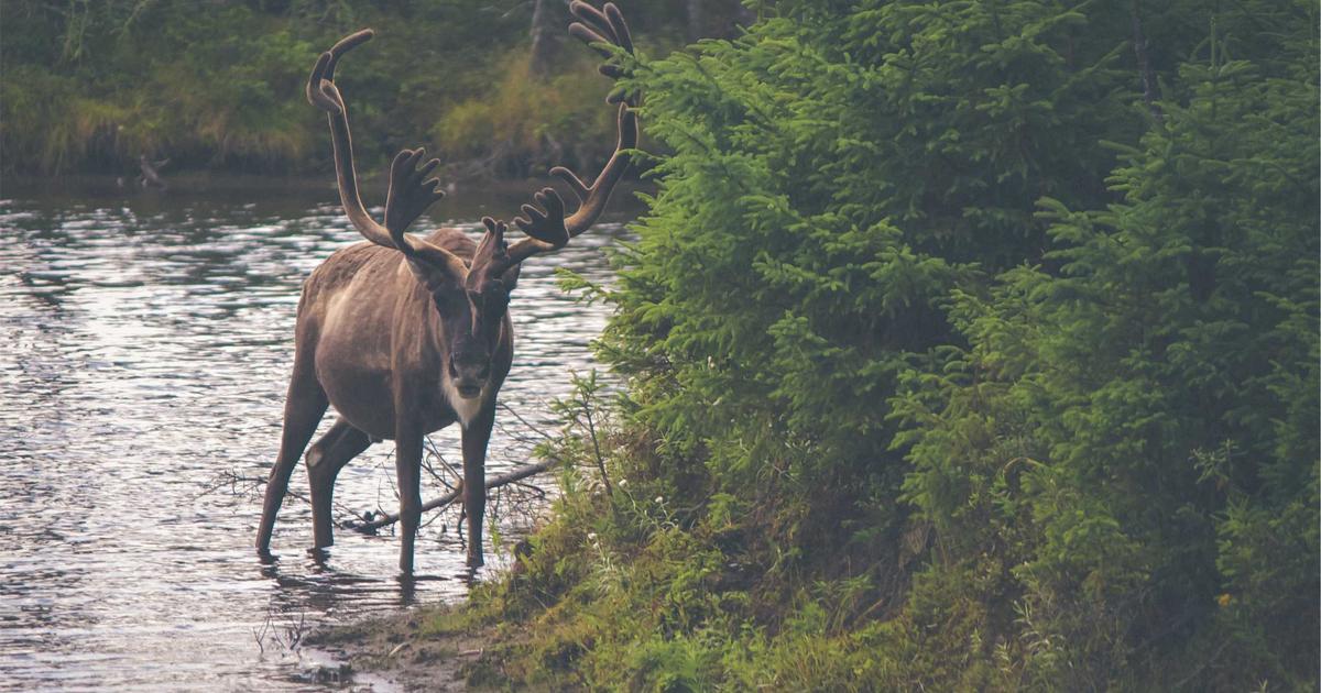 Merkezefendi, Zorlu Deplasman Virajında Trabzonspor’la Karşılaşacak