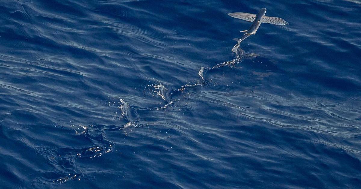 Rize’de Korkutan Kazada Otomobil Minibüse Çarptı: 1 Yaralı