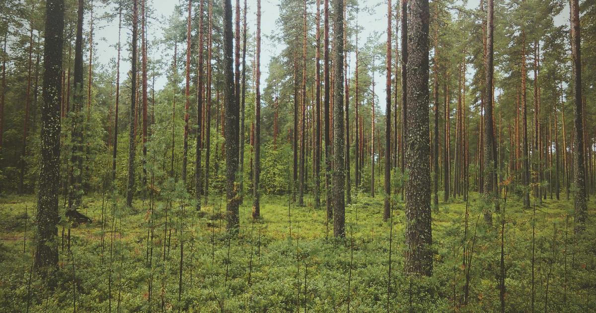 Samsunspor’dan Trabzonspor’a Resmi Açıklama Geldi!