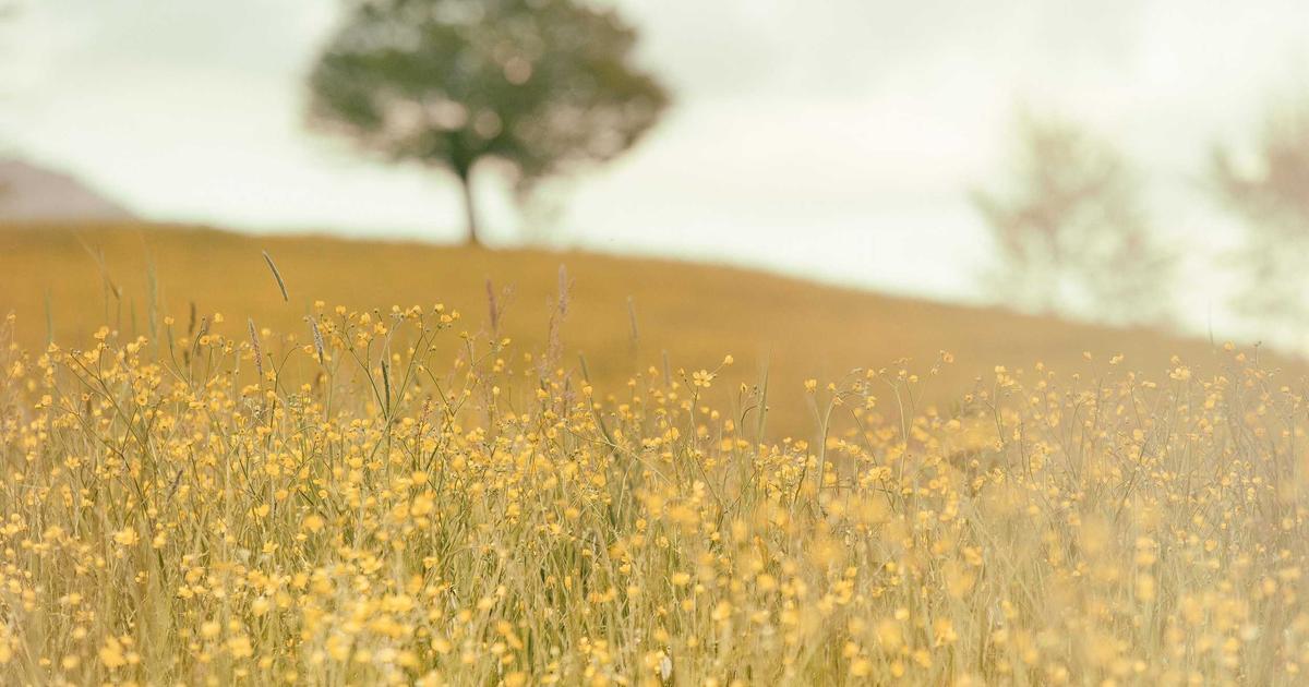 Trabzonspor Otobüsüne Yine Saldırı! Bardak Taştı