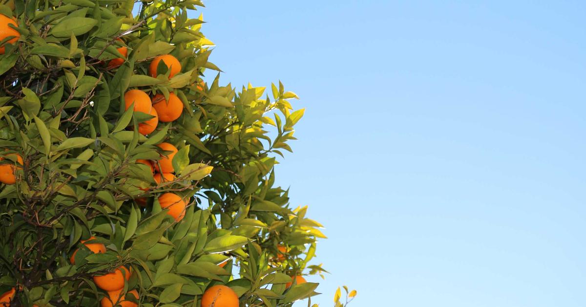 Trabzonspor Transfer Dönemini Artı Bütçeyle Kapattı