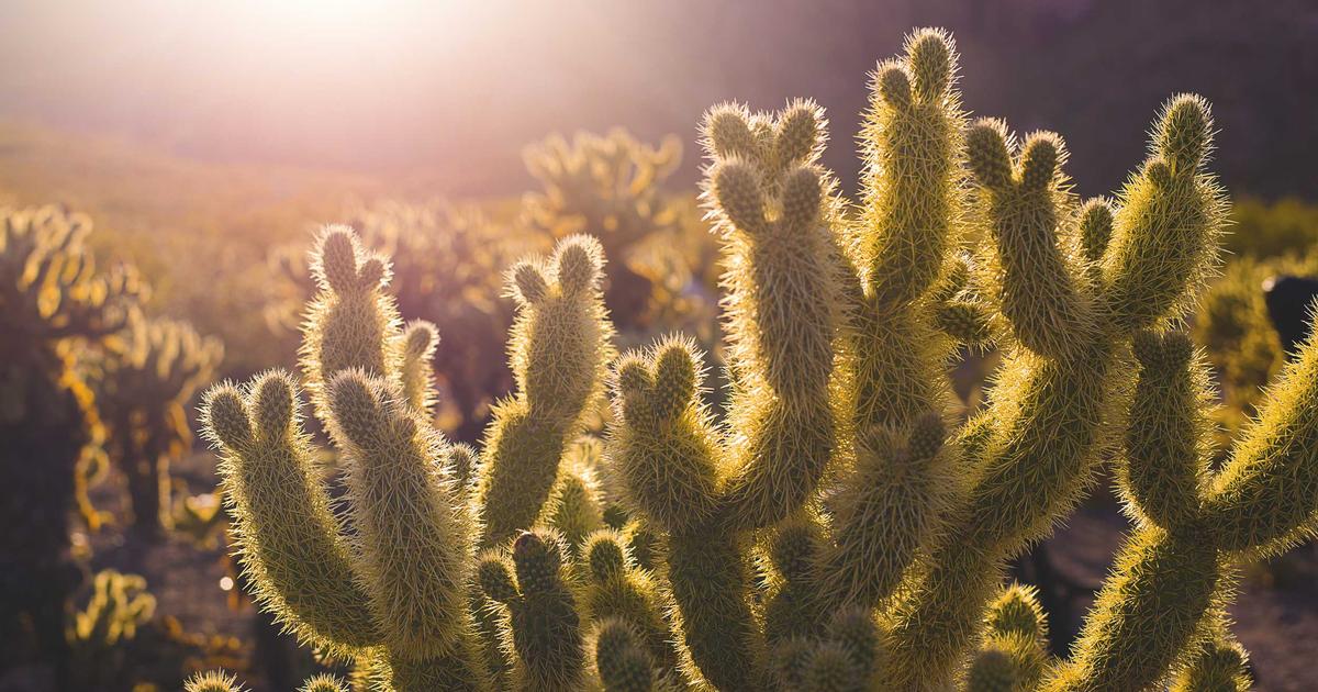 Başkan Genç’ten Trabzonspor Otobüs Saldırısına Sert Kınama!