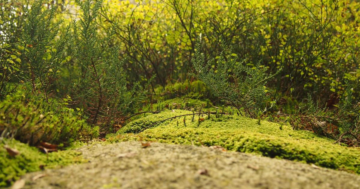 Görele Belediye Başkanı Dede, Adli Kontrol Şartıyla Serbest